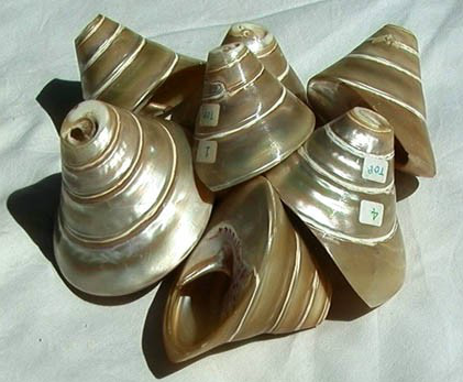 shell-trumpets-H1-H7